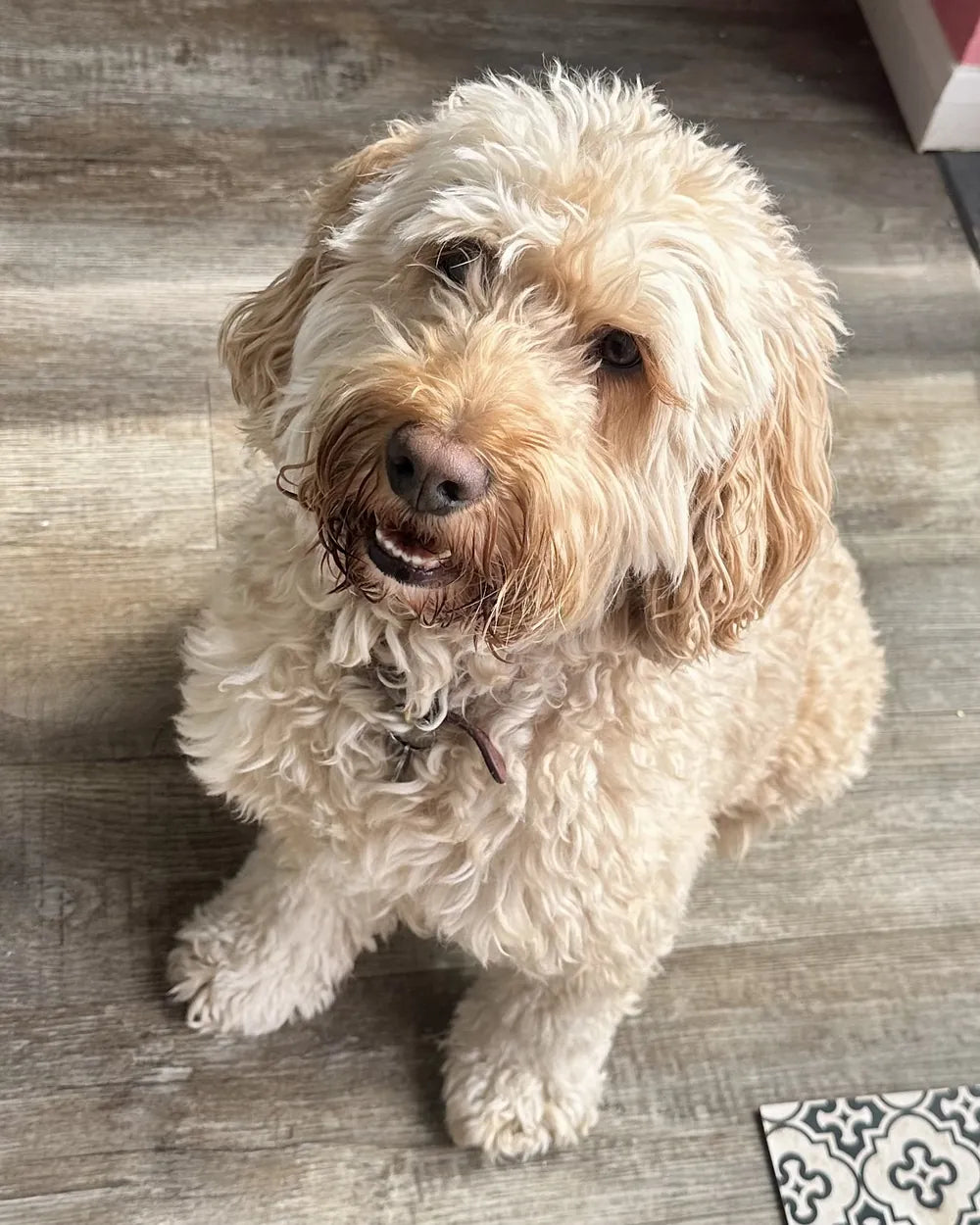 Frank, sitting for a treat
